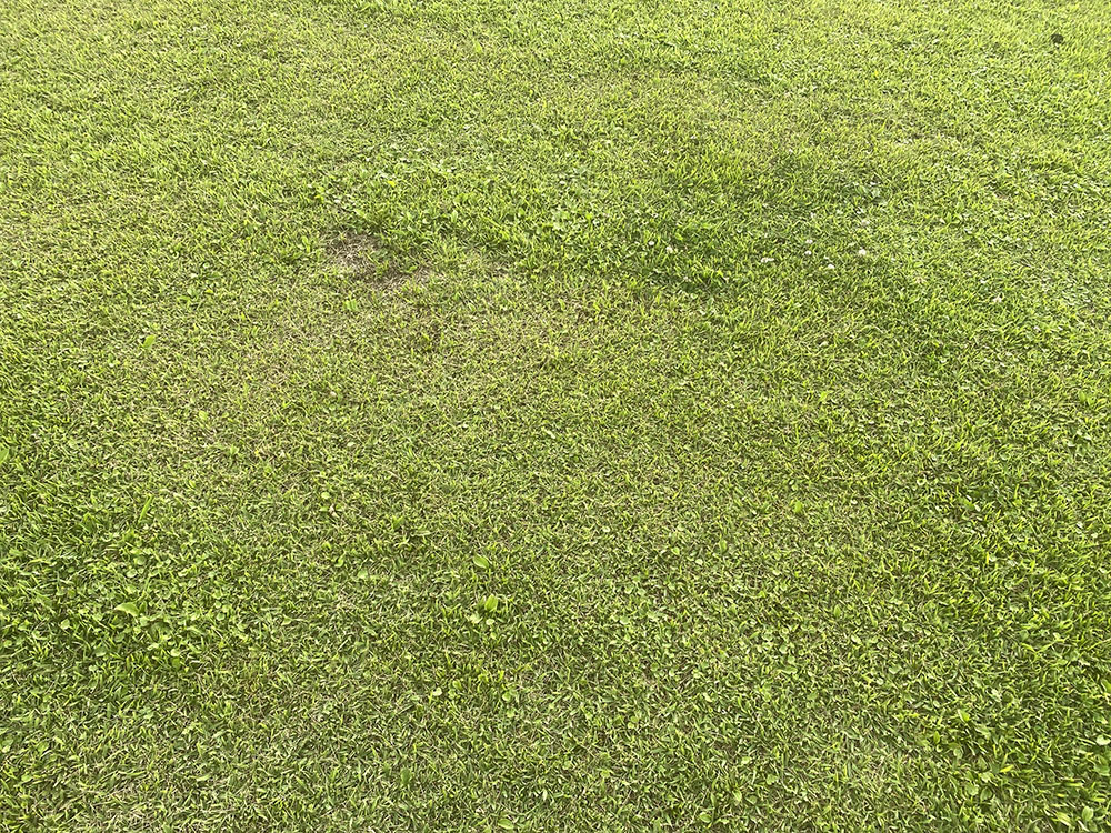 芝生の状況